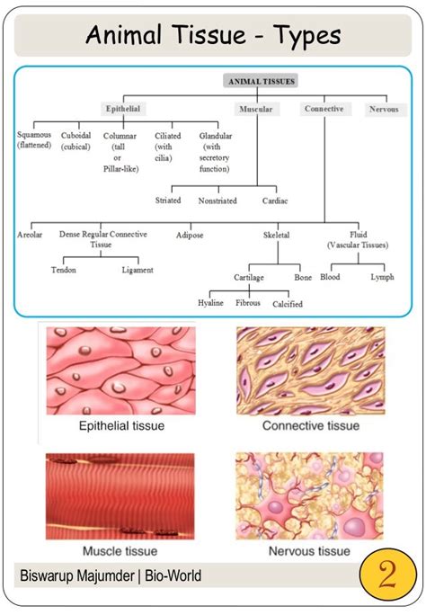 Animal Tissues