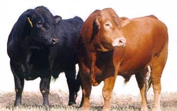 Limousin cattle - Alchetron, The Free Social Encyclopedia