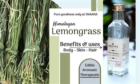 Lemongrass Benefits Uses And Side Effects Sn