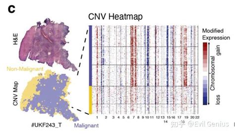 单细胞空间数据分析之cnv进化树 知乎