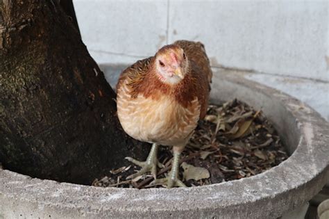Beautiful Yellow Feathers Bantam Stock Photo Download Image Now