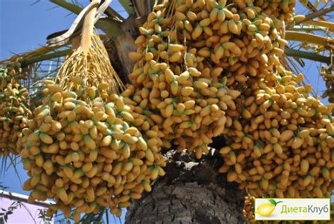 Финики. Полезные свойства и калорийность