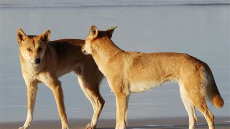 High Risk Kgari Fraser Island Dingo Destroyed Environmental