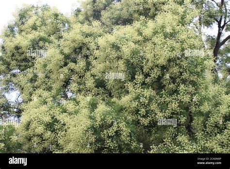 Chinese scholar tree hi-res stock photography and images - Alamy