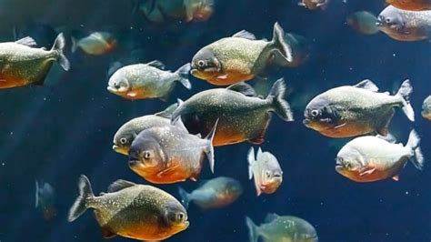 Sink Your Teeth Into These 10 Piranha Facts 30A 54 OFF