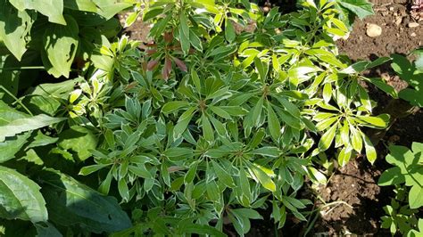 Pieris Japonica Ralto Small Evergreen Shrub 1m X1m Good Lime Free