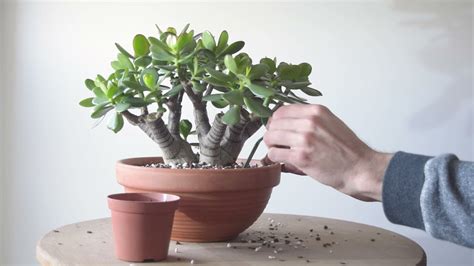 Repotting A Jade Plant Crassula Ovata April 2021 Youtube