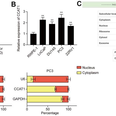 Knockdown Of Ccat Up Regulated The Expression Of E Cadherin While