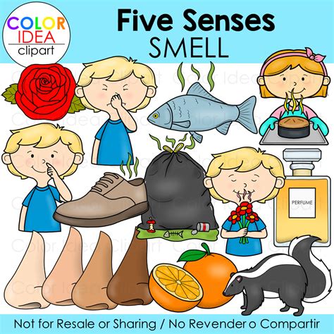 Five Senses Smell Made By Teachers