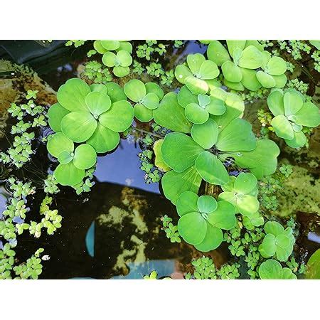 Gachwala Dwarf Water Cabbage Live Plants Pistia Stratiotes Water