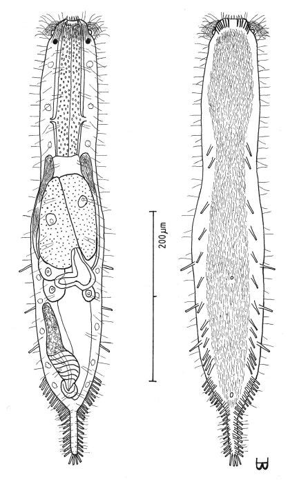 Macrodasys Nigrocellus Sp N Dorsal And Ventral Views Of A Mature