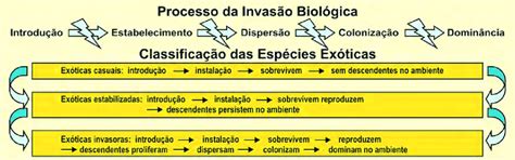 Processo Da Invas O Biol Gica E Classifica O Das Esp Cies Ex Ticas