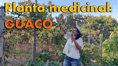 Planta Medicinal Guaco YouTube