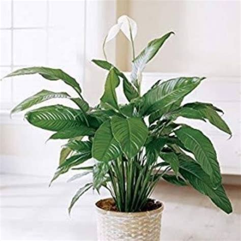 Jual Tanaman Indoor Peace Lily Green Jumbo Plus Pot Dan Batu Hias Pot