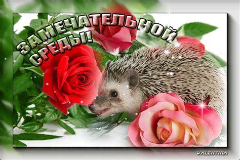Поздравительные открытки со средой 2024 - Страница 3