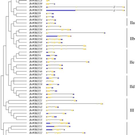 The Exon Intron Structures Of The Bvwrky Genes Exon Intron Structure Download Scientific