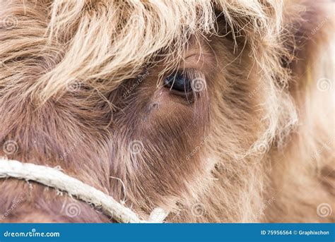 Cow face stock photo. Image of brown, portrait, meadow - 75956564