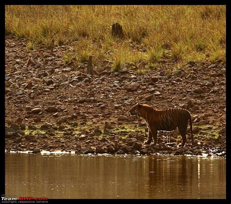 Tadoba Andhari Tiger Reserve - Rocking - Team-BHP