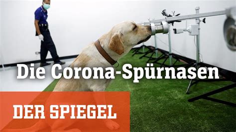 Schnelle Spürnasen Diese Hunde erschnüffeln Coronainfektionen in zwei