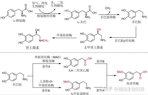 Da Cnts Go Graphene Plga多巴胺修饰碳纳米管 氧化石墨烯 石墨烯 聚乳酸共聚物的制备 知乎