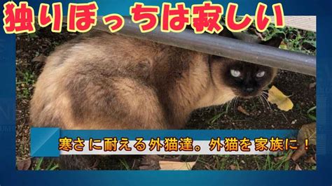 真冬の寒さに耐えて頑張る地域猫達。我が家の外猫のお家とご飯置き毎日ルーティーン野良猫 保護猫活動 地域猫 Youtube