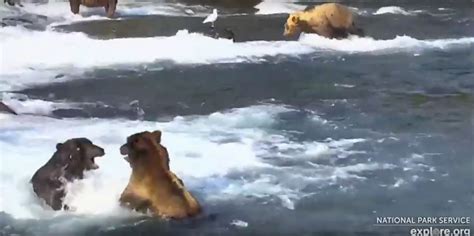 Giant Bear 747 Gets Walloped In A Gnarly Bear Cam Fight Science