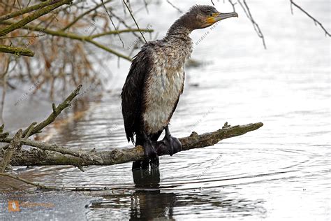 Kormoran Bild bestellen - Naturbilder bei Wildlife Media