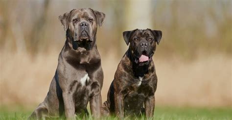 Cane Corso Health And Life Expectancy Fenrir Canine Leaders