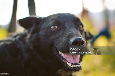 Potret Anjing Hitam Foto Stok Unduh Gambar Sekarang Alam Anak
