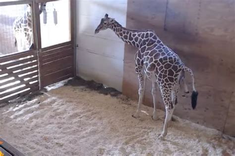 Giraffe Giving Birth