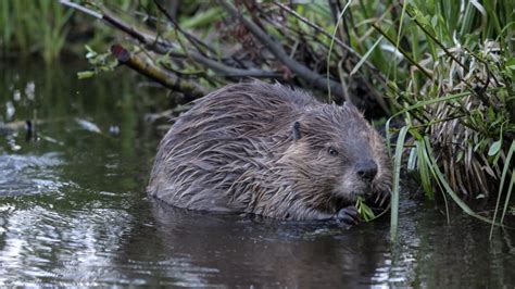 Beavers Are Dam Important For The Ecosystem Canada Cbc News