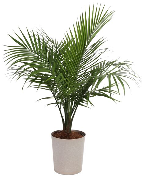 Majesty Palm Tree Plants Bulbs Seeds At Lowes