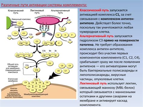 Неспецифический, специфический иммунитет - презентация онлайн