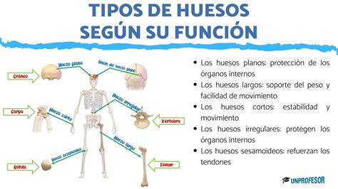 5 Tipos De Huesos Según Su Función