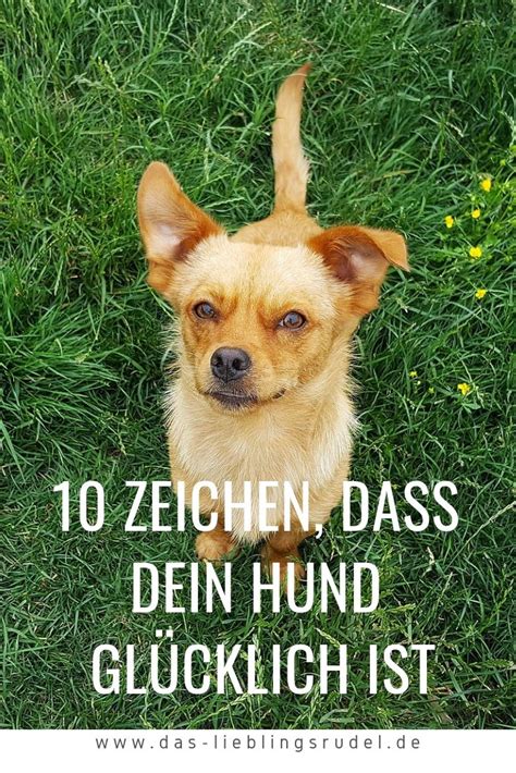 10 Zeichen dass dein Hund glücklich ist