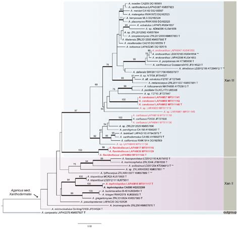 Maximum Likelihood Phylogram Of Agaricus Sect Xanthodermatei Resulting