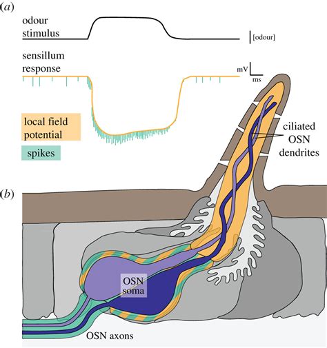 Molecular Mechanisms Of Olfactory Detection In Insects Beyond