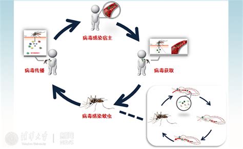 医学院程功课题组在自然通讯发文报道鉴定出一种可辅助病毒传播的蚊虫唾液蛋白 清华大学