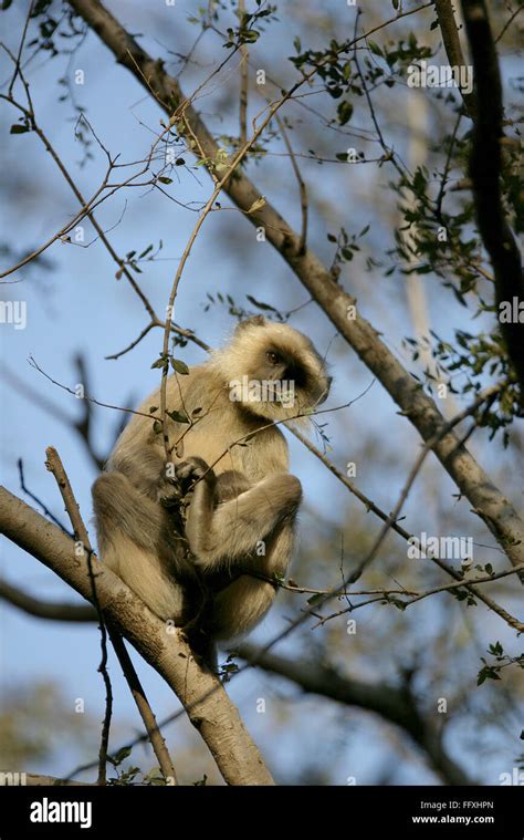 Common Langur Presbytis Entellus Sitting On Hi Res Stock Photography