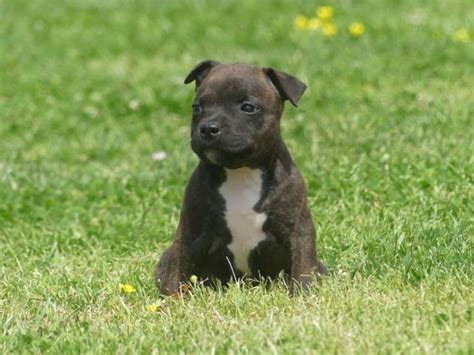 Chiots Staffordshire Bull Terriers M Les Lof Vendre Petite