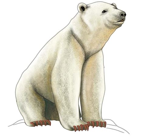 Polar Bears Drawing