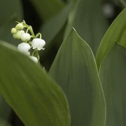 How to Plant Lily of the Valley Pips | Home Guides | SF Gate