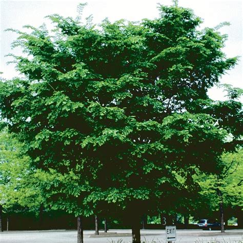 7.28-Gallon Patriot Elm Shade Tree in Pot (With Soil) (L27259) at Lowes.com