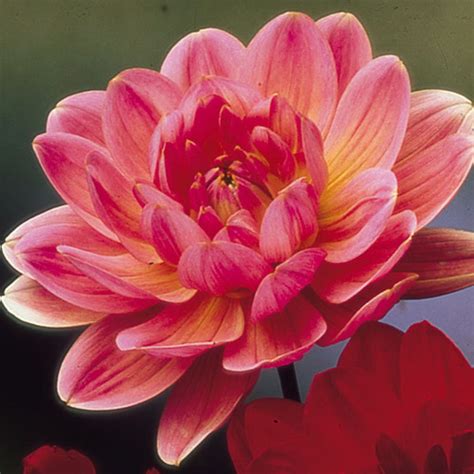 Dahlia Water Lily Dark Rose / J Parker Dutch Bulbs | Dahlia, Long ...