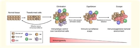 Schematic Representation Of Immunoediting Concept Three Phases Are