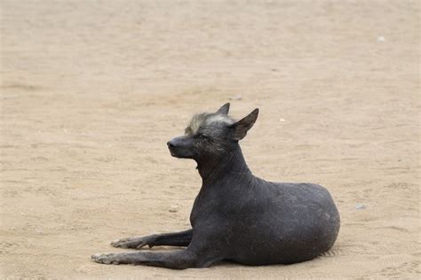 Top Des Chiens Nus Races De Chiens Sans Fourrure Avec Photos