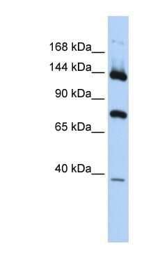 Pla G B Antibody Nbp Novus Biologicals