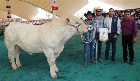 Campeonatos De Bovinos Productores De Carne En La Expo Ganadera De La