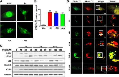 IH GN And Aca Induce Autophagy In MDA MB 231 A B MDA MB 231 Cells