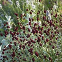 Achillea Millefolium Red Velvet Garden Plants Delivered Claire Austin